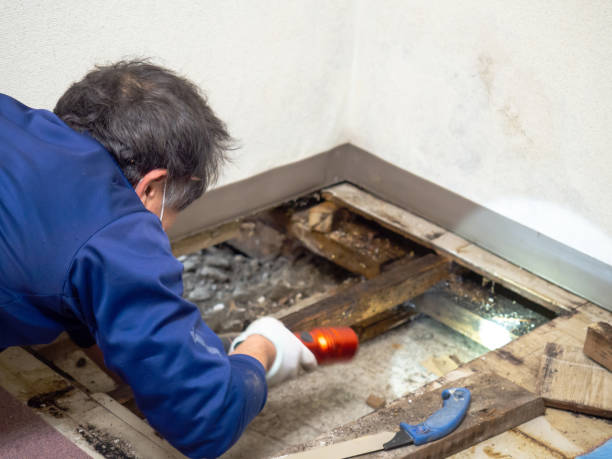 Best Attic Mold Removal  in Weston, WV