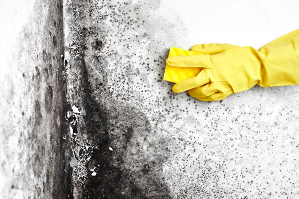 Best Affordable Mold Removal  in Weston, WV