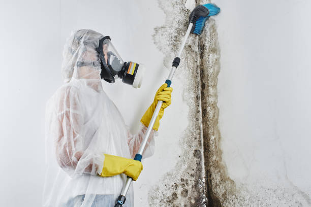 Best Mold Cleaning Services  in Weston, WV