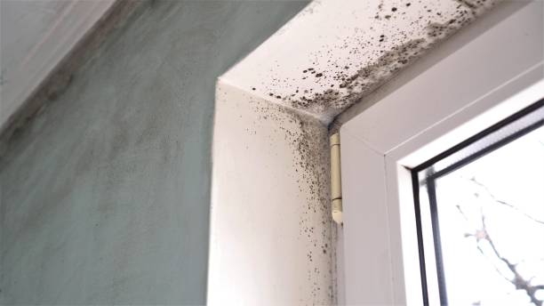 Best Black Mold Removal  in Weston, WV