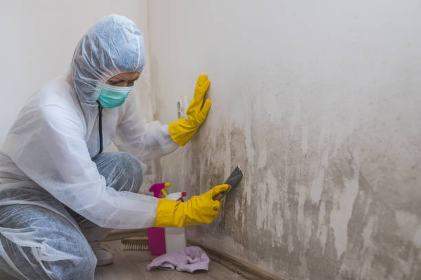 Best Mold Removal Company Near Me  in Weston, WV