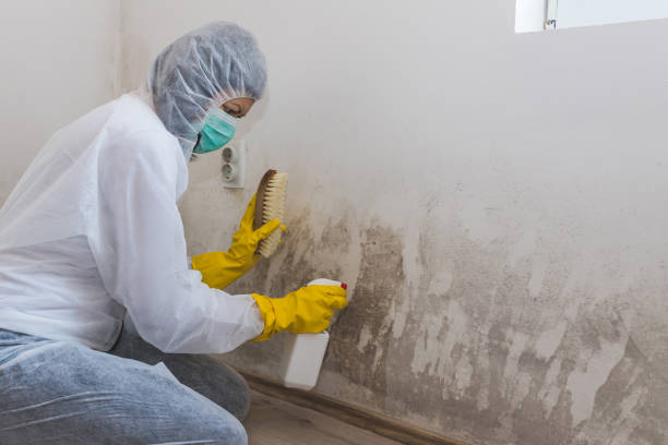 Best Emergency Mold Removal  in Weston, WV