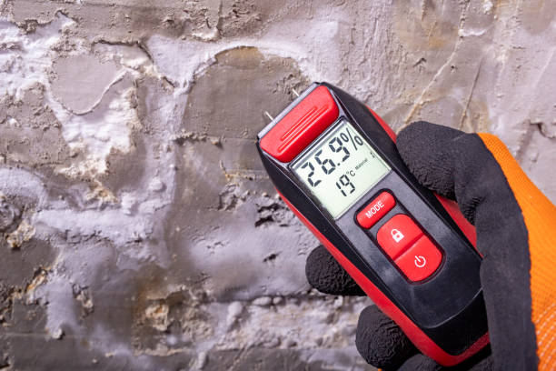 Best Affordable Mold Removal  in Weston, WV