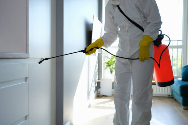 Best Local Mold Removal Service  in Weston, WV