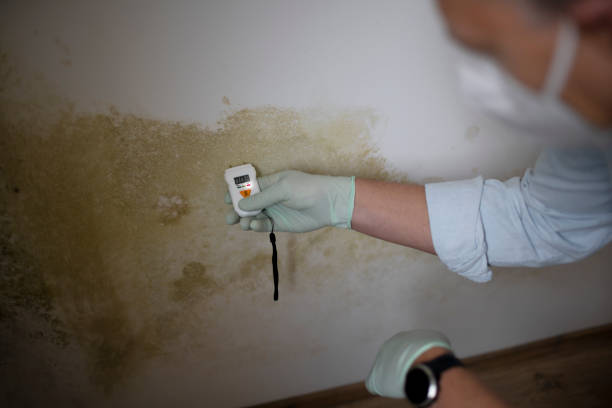 Best Emergency Mold Removal  in Weston, WV