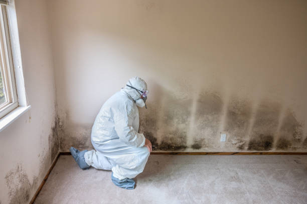 Best Mold Remediation Experts  in Weston, WV