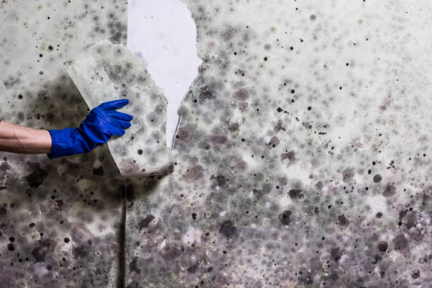 Best Residential Mold Removal  in Weston, WV
