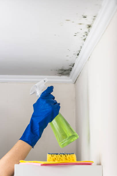 Best Mold Removal Company Near Me  in Weston, WV